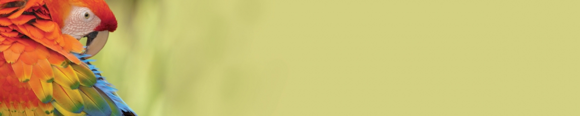 skinali 3777